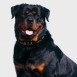 rottweilers